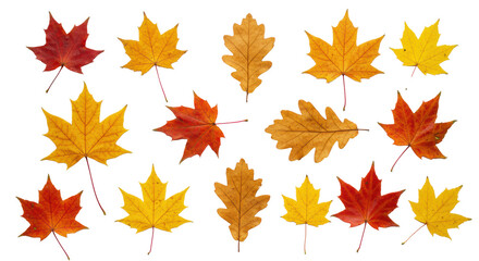 Fototapeta premium Vibrant red, orange, yellow maple and oak autumn leaves artfully arranged flat lay on a transparent background with soft studio light, serene concept of natural transformation