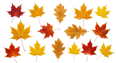 Vibrant red, orange, yellow maple and oak autumn leaves artfully arranged flat lay on a transparent background with soft studio light, serene concept of natural transformation