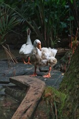A pair of white domestic geese foraging on a wooden walkway in a dense, green tropical jungle setting.