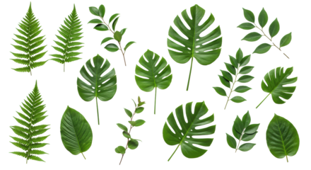 Vibrant green fern, monstera, eucalyptus, and broad leaves, artfully arranged on a transparent studio background with negative space for branding, concept of eco-friendly growth and purity