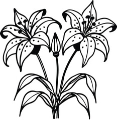 Lily flower vector illustration isolated on white background with floral design elements and decorative leaves