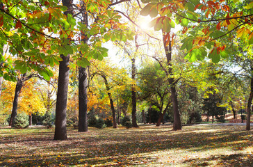 Calm fall season. Beautiful landscape with horse chestnut tree and alley in autumn park, Almaty, Kazakhstan. Chestnut tree with yellow and orange leaves and footpath in the town park in sunny day