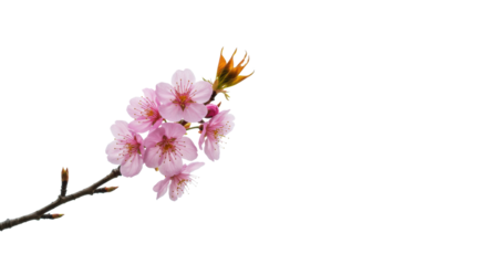 Delicate cherry blossom branch, soft pink petals, emerging buds, subtly curved, fresh and pure, isolated on transparent studio background with soft lighting, renewal concept