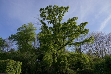 Obraz premium trees in the sky