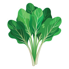 A bunch of leafy spinach, its stems delicate, on a clean white background, a healthy and fresh vegetable.