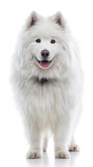 Obraz premium Snowy White Samoyed Dog Portrait