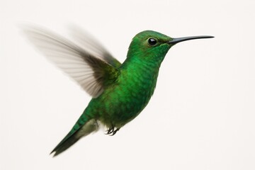 Obraz premium A vibrant green hummingbird in mid-flight, its wings blurred with motion against a clean white background