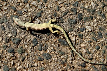 A dead lizard lies belly up on the asphalt