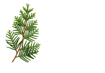 Pristine, vibrant green coniferous sprig with scale-like needles, against a white studio background with negative space, soft high-key lighting. Concept of natural vitality.