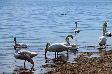 White swans on the island of Ada Ciganlija on the Sava River in Belgrade