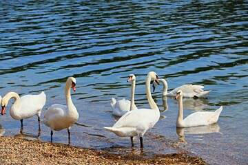 White swans on the island of Ada Ciganlija on the Sava River in Belgrade