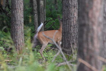 La Plaine 2 Août 2025