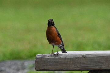 La Plaine 2 Août 2025