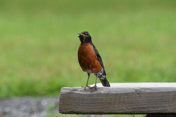 La Plaine 2 Août 2025