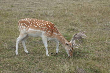 Fallow deer grazing: A single, elegant European fallow deer, Dama dama with speckled fur and impressive antlers grazes