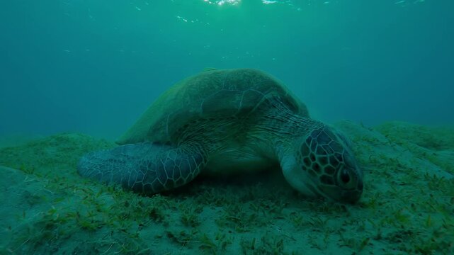 Front view of Sea turtle grazing on the seabed in evening light on backlit, Slow motion of Great Green Sea Turtle, Chelonia mydas on the bottom eats Smooth ribbon seagrass, Cymodocea rotundata