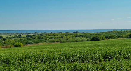Sunlit green agricultural field with distant trees and lake on the horizon under blue sky. Landscape photography. Summer countryside and farming concept