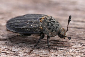 Closeup on a Carrion feed beetle, Thanatophilus sinuatus, Silphidae