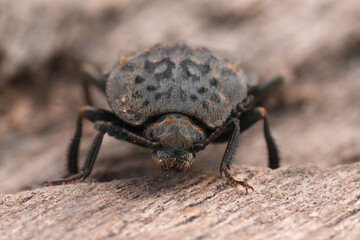 Closeup on a Carrion feed beetle, Thanatophilus sinuatus, Silphidae