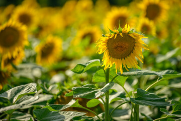 Mature sunflower in a sunny summer field