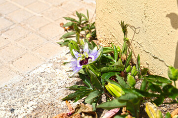 A blooming passion fruit flower, Mallorca.