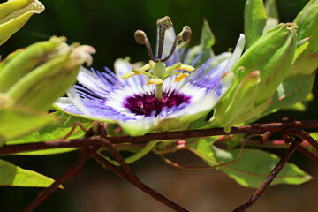 A blooming passion fruit flower, Mallorca.