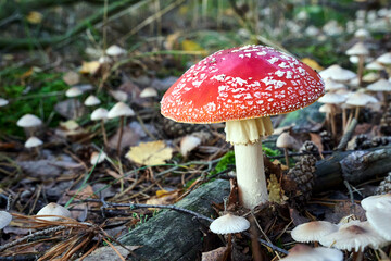 Closeup of toadstool fungus among forest heather bushes during autumn