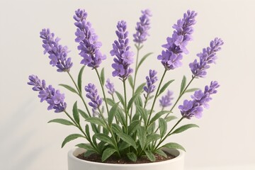 Naklejka premium Fresh Lavender Stems with Purple Blossoms in Studio Light