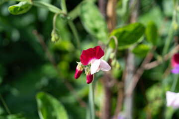 Sweet pea flowers with red and white petals, resembling butterfly wings, radiate tenderness and fragrance. They are grown for beauty, bouquets, and aromatherapy — uplifting the mood.