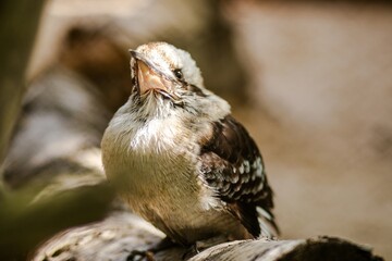 Bird kookaburra perched on a log, showcasing its unique plumage and vibrant colors, surrounded by a natural habitat, capturing the essence of wildlife in a serene environment