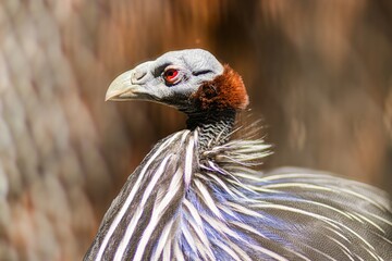 Striking bird guinea fowl with distinctive features and vibrant plumage, showcasing intricate patterns and textures, perched gracefully against a blurred natural background