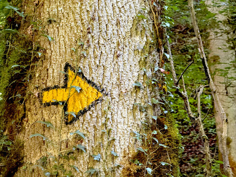 Markierung an einem Baumstamm, im Wald gelber Pfeil