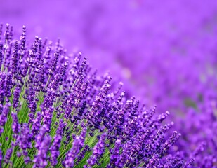 Obraz premium A serene wallpaper featuring delicate lavender flowers in various shades of purple, creating a calming and soothing atmosphere for any space.
