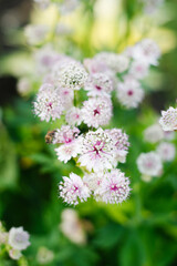 Astrantia with pale pink petals blooming in garden