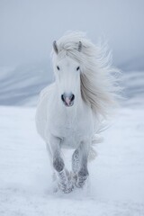 White Horse Running In Snow