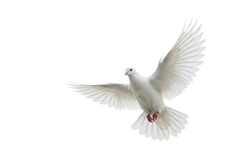Fototapeta premium A transparent dove with extended wings flying forward, against a bright white studio background with copy space, conveying new beginnings and optimism concept