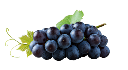 Glistening deep purple grapes with white bloom, green vine leaves & tendrils on light grey slate, soft diffused natural light, shallow depth of field, concept of natural vitality and health