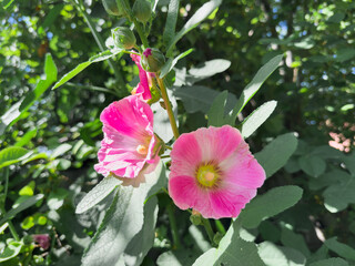 A pink flower with a yellow center. The flower is surrounded by green leaves. There are two other pink flowers in the background