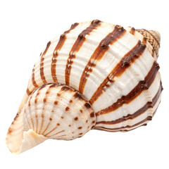Obraz premium Large seashell with brown stripes isolated on transparent background 