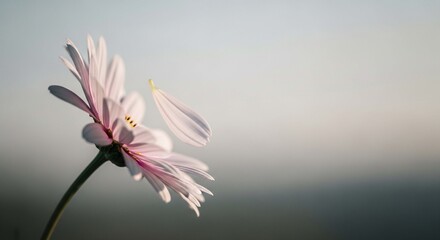 A delicate pink daisy with one petal falling away against a soft, blurred background.