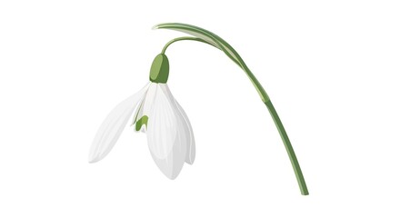 Obraz premium A delicate illustration of a single white snowdrop flower with a gracefully curved green stem on a white background.