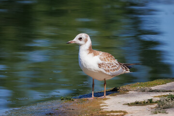 A juvenile Black-headed Gull (Chroicocephalus ridibundus) stands on an asphalt pier, resting on a sunny summer morning.