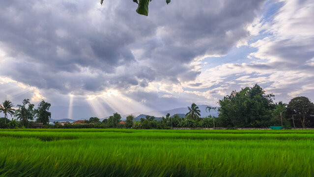Green rice fild with evening sky