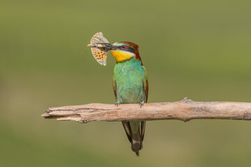 European bee-eater (Merops apiaster) with a butterfly in its beak on a branch in spring.