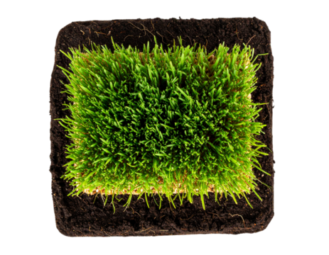 Top View of Neatly Trimmed Rice Plants in Soil Block, PNG Background
