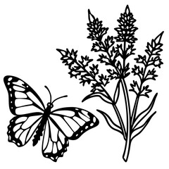 Butterfly Bush Redwood line art vector