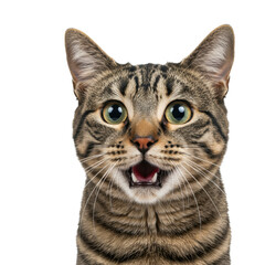 Naklejka premium A photorealistic eye-level headshot of an astonished domestic tabby cat with wide eyes and open mouth, against a soft high-key white studio background, concept of delightful astonishment