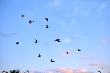 Birds flying in the cloudy sunset sky