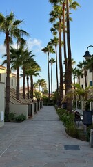 palm trees on the street in Tenerife, spain