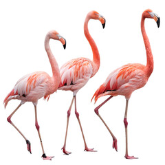 Three flamingos isolated on transparent background  
